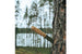 Trapper 95 - CurlyBirch - Flat - Firesteel