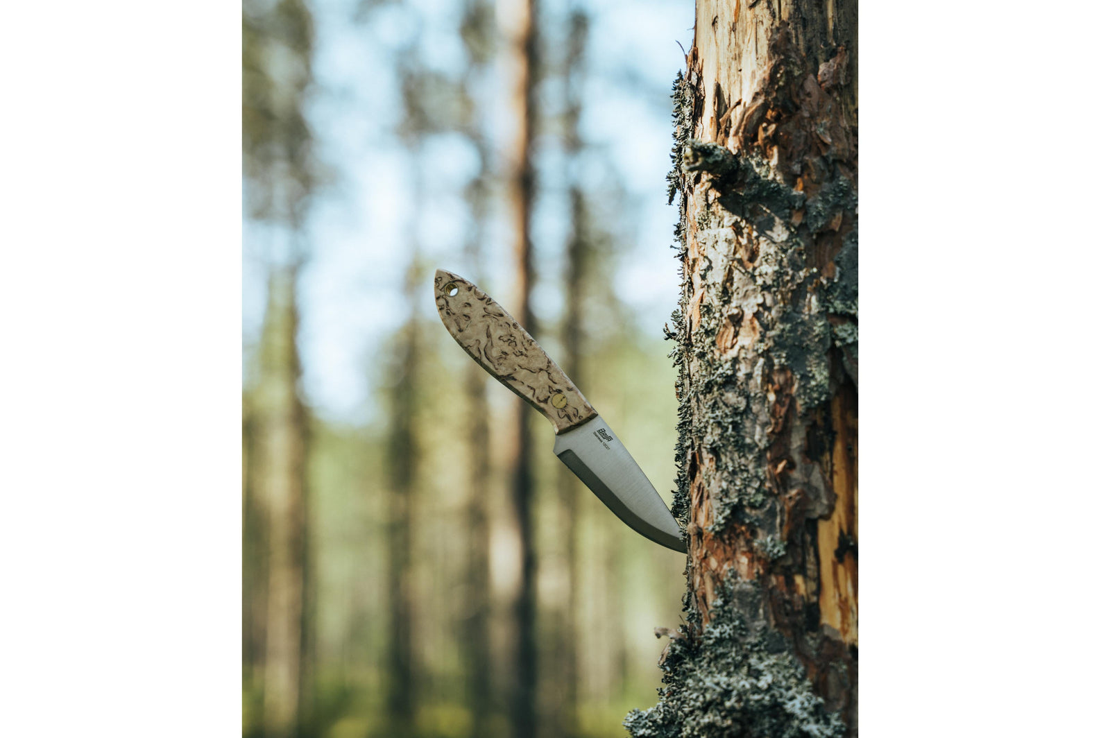 Brisa - Bobtail 80 - Curly Birch - Scandi - Multicarry - 17 cm - Bushcraft knives