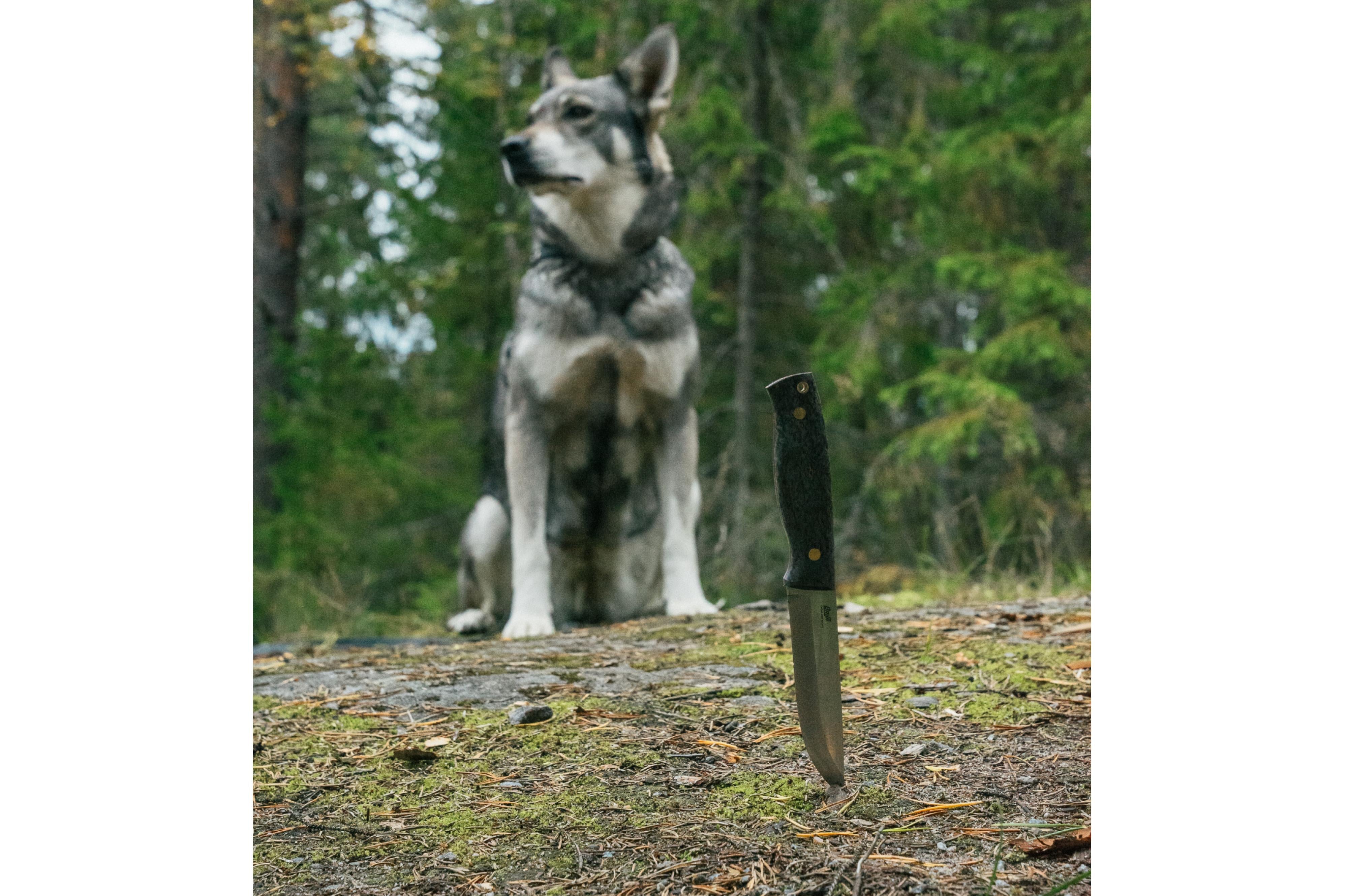 Brisa - Trooper 115 - BlackCurlyBirch - Scandi - Bushcraft - 23 cm - Bushcraft knives