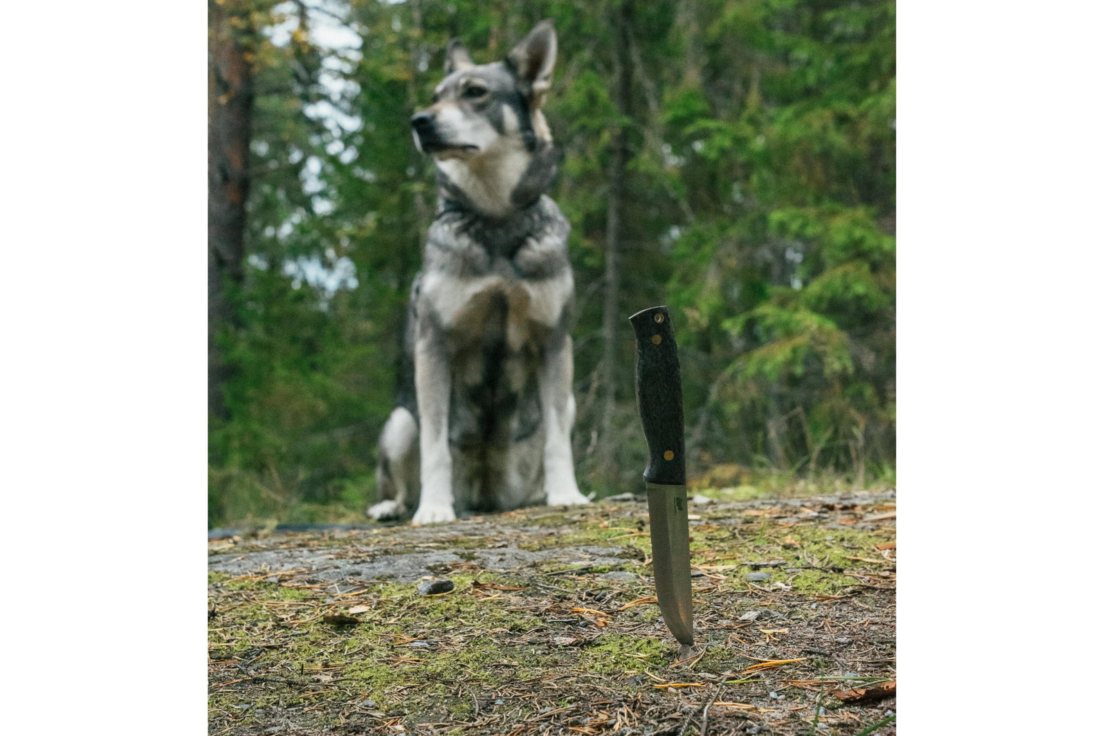 Brisa - Trooper 115 - BlackCurlyBirch - Scandi - Bushcraft - 23 cm - Bushcraft knives