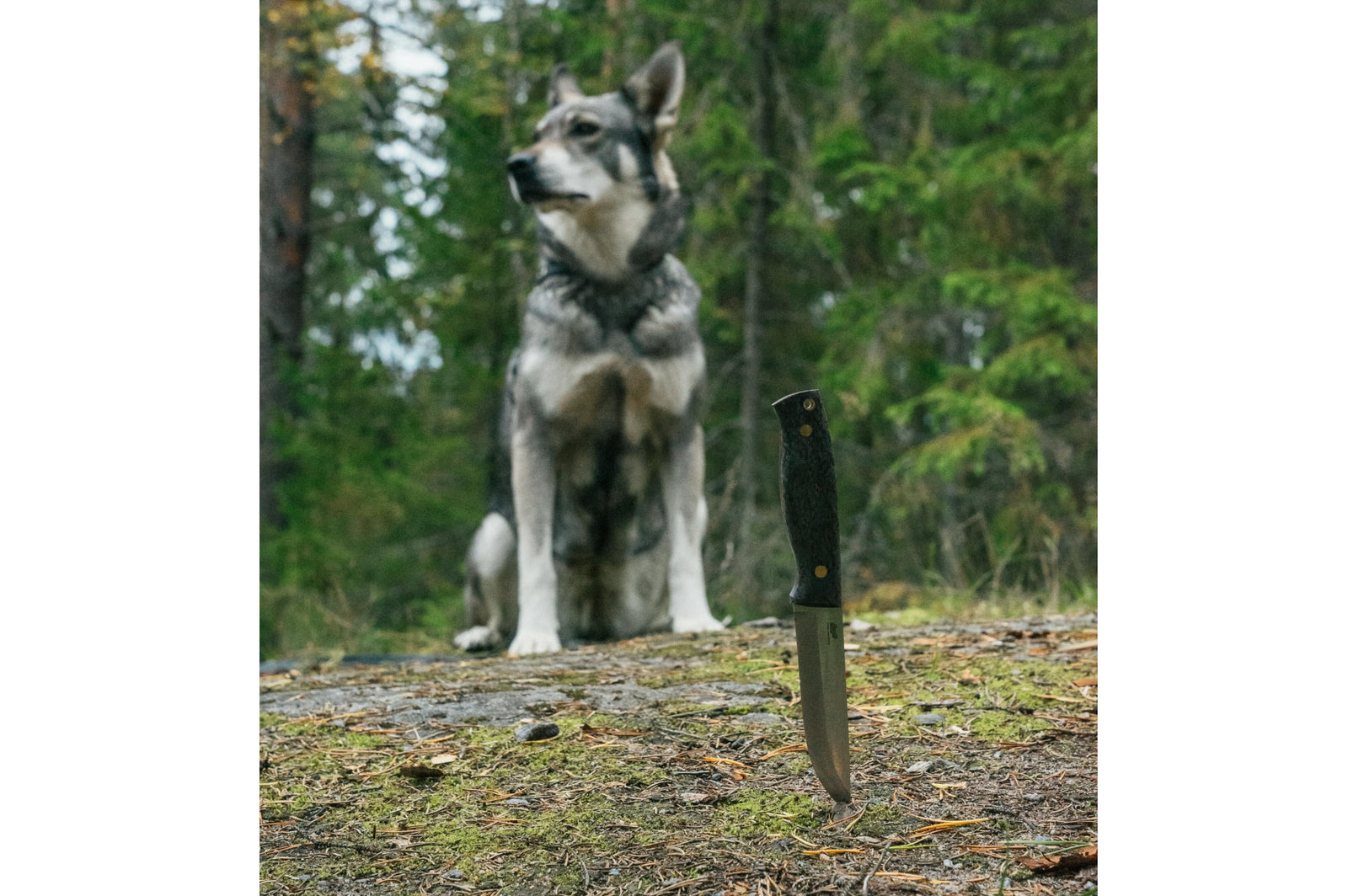 Brisa - Trooper 115 - BlackCurlyBirch - Scandi - Firesteel - 23 cm - Bushcraft knives
